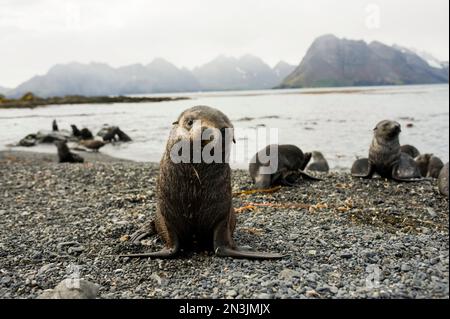 Südliche Robbenjungen (Arctocephalus gazella) an einem felsigen Strand; Südgeorgien, Britisches Überseegebiet Stockfoto