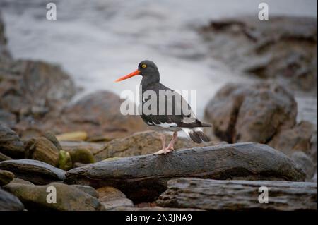 Magellanischer Austernfischer (Haematopus leucopodus) auf der Carcass-Insel, Falklandinseln Stockfoto