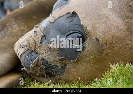 Nahaufnahme eines südlichen Elefanten (Mirounga leonina); Grytviken, Insel Südgeorgien, Britisches Überseegebiet Stockfoto