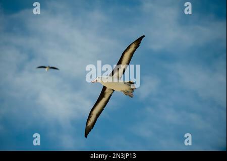 Schwarzbraun-Albatrosse (Thalassarche melanophrys) im Flug am Himmel über West Falklands New Island Stockfoto