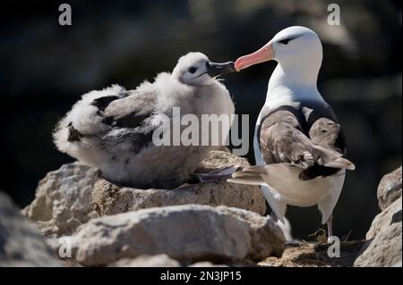 Schwarzbraun-Albatros (Thalassarche melanophrys) füttern ihr Küken in einem Nest Stockfoto