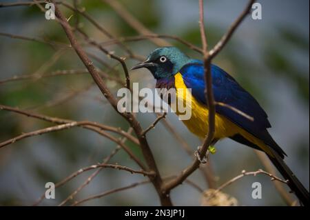 Porträt eines goldenen Stars (Cosmopsarus regius), der auf einem Zweig in einem Zoo in San Antonio, Texas, USA, sitzt Stockfoto