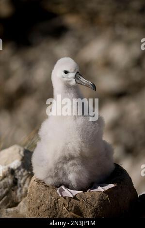 Schwarzbraun-Albatross-Küken (Thalassarche melanophrys) in einem Nest; New Island, West Falkland Islands, Falkland Islands, British Overseas Territory Stockfoto