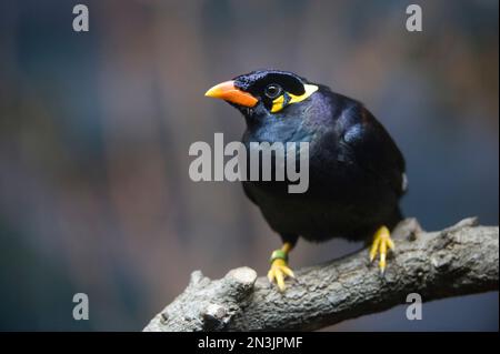 Porträt einer Indian Hill Myna (Gracula religiosa) in einem Zoo in San Antonio, Texas, Vereinigte Staaten von Amerika Stockfoto