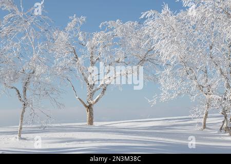 Schneebedeckte Winterlandschaft mit Birkenbäumen Stockfoto
