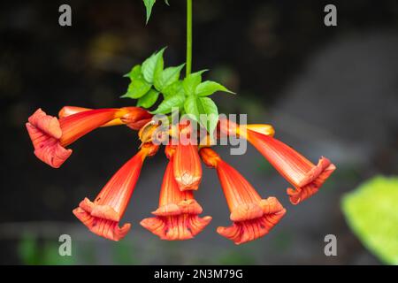 Rote Blüten von Campsis grandiflora entlang der Straße in Blüte im Sommer auf dunklem Hintergrund. Campsis grandiflora, allgemein bekannt als die Chinesen Stockfoto
