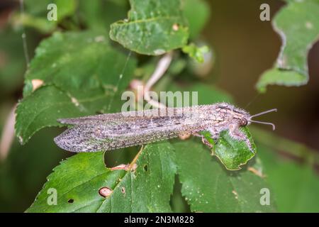 Distoleon tetragrammicus, eine Antlionenart der Neuropterenfamilie Myrmeleontidae. Erwachsener Antlion Lacewing, Ameise Löwe, nah beieinander Stockfoto