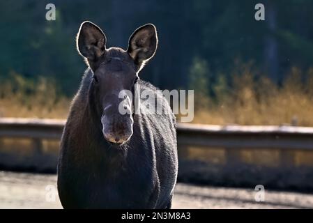 Ein Nahporträt eines Kuhelchs „Alces alces“, der für den Fotografen posiert. Stockfoto