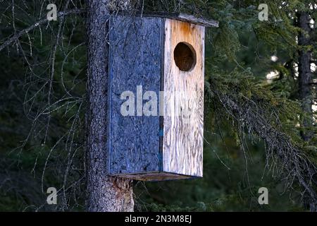 Ein hölzernes Nestkästchen, das an einem Baum befestigt ist, um Enten in diesem Teich zu nisten. Stockfoto