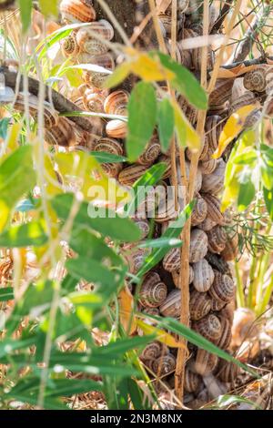 So viele Schnecken sitzen auf dem Busch Stockfoto