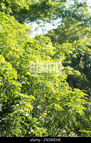 Lanshi Park, Jiangmen China Stockfoto