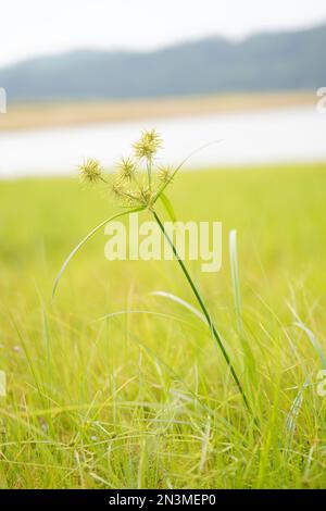 Lanshi Park, Jiangmen China Stockfoto