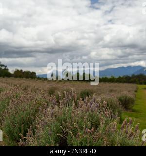 Blick über ein Lavendelfeld, vorbei an Bäumen, bis hin zu fernen Bergen, unter einem bewölkten Himmel. Stockfoto