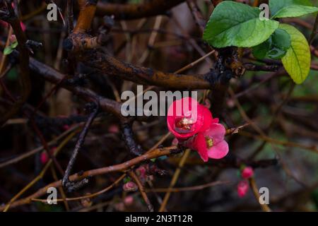 Blühender Busch mit essbaren Früchten, japanische Quitten „sargentii“-Blumen (Chaenomeles japonica). Stockfoto