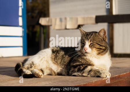 Die Katze sonnt sich in der Sonne. Lustige gestreifte grau-weiße Katze genießt die warmen Sonnenstrahlen. Nahaufnahme von Straßengüterkatzen. Das Konzept des Frühlings, Warmt Stockfoto