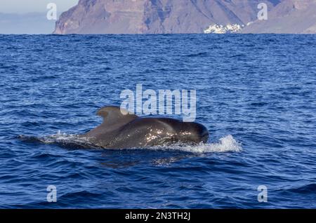 Langflossen-Pilotwal (Globicephala melas) im Hintergrund Valle Gran Rey, La Gomera, Spanien Stockfoto