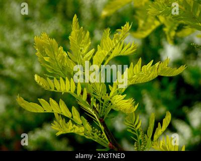 HonigJohannisbrot (Gleditsia triacanthos), gelber gleditschie, Lederklotz, falscher Christusdorn Stockfoto