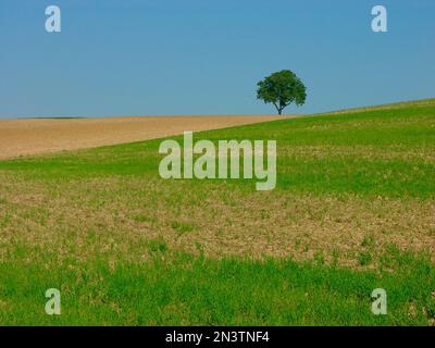 Walnuss, echte oder persische persische Walnuss (Juglans regia) Baum des Jahres 2008 Stockfoto