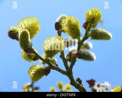 Weide in Blüte, Weidenkatzen, Frühlingsblüten, Sal-Ziegenweide (Salix caprea) Stockfoto