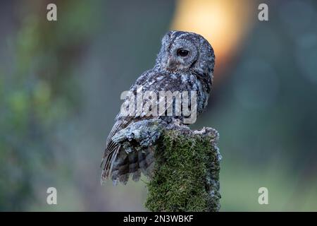 Tawny Owl (Strix aluco), Provinz Caceres, Extremadura, Spanien Stockfoto