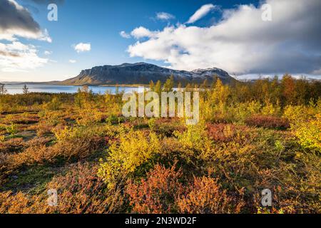 Herbstlandschaft, Stora Sjoefallet National Park, Laponia, Norrbotten, Lappland, Schweden Stockfoto