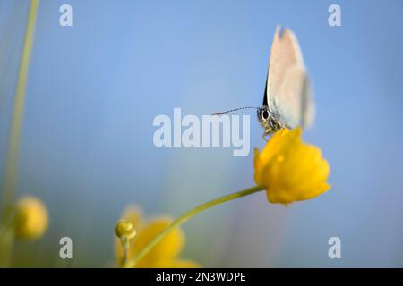 Gossamerflügelschmetterling (Lycaenidae) auf Butterblume (Ranunculus) vor blauem Himmel, Sontheim, Unterallgaeu, Bayern, Deutschland Stockfoto