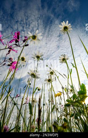 Wildblumenfeld (Silene flos-cuculi) mit Ochsenaugengänseblümchen (Leucanthemum vulgare) und Kuckuckoo campion vor blauem Himmel, Sontheim, Unterallgaeu Stockfoto