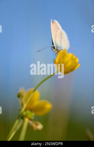 Gossamerflügelschmetterling (Lycaenidae) auf Butterblume (Ranunculus) vor blauem Himmel, Sontheim, Unterallgaeu, Bayern, Deutschland Stockfoto