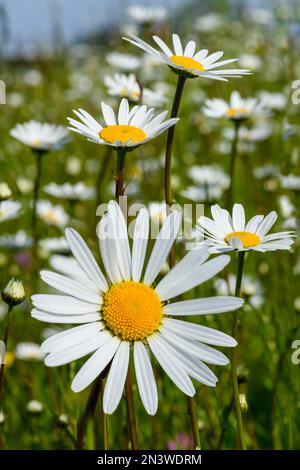 Wildblumenfeld mit Ochsenaugengänseblümchen (Leucanthemum vulgare) vor blauem Himmel, Sontheim, Unterallgaeu, Bayern, Deutschland Stockfoto