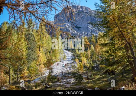 Herbstlarchenwald auf der Croda da da Lago in den Dolomiten auf dem Weg zum Lago Federa, Wanderer über das Schirmfeld, Dolomiten, Provinz Trentino, Italien Stockfoto