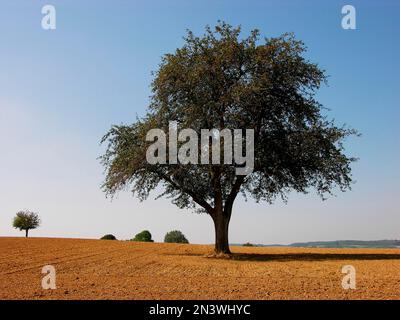 Walnuss, echte oder persische persische Walnuss (Juglans regia) Baum des Jahres 2008 Stockfoto