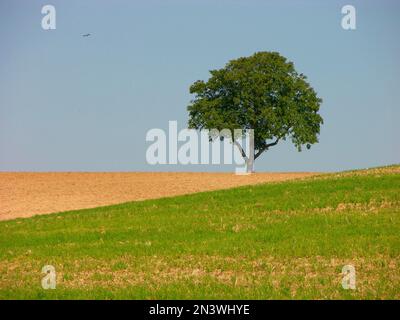 Walnuss, echte oder persische persische Walnuss (Juglans regia) Baum des Jahres 2008 Stockfoto
