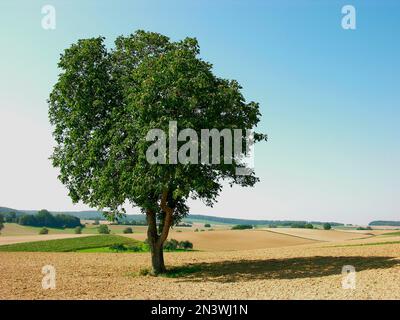 Walnuss, echte oder persische persische Walnuss (Juglans regia) Baum des Jahres 2008 Stockfoto