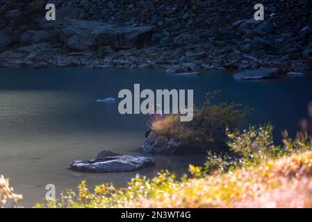 Ein Mädchen setzt sich und fotografiert tagsüber am Telefon am Ufer im Schatten eines Felsens in der Nähe des alpinen Sees Shavlinskoye in Altai Stockfoto