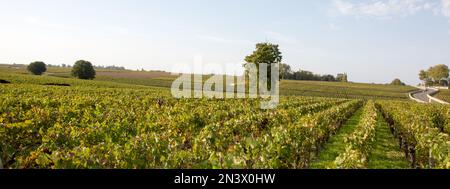 Vineyard Sunrise - Bordeaux Vineyard - Frankreich, Aquitaine, Gironde, 33 Stockfoto