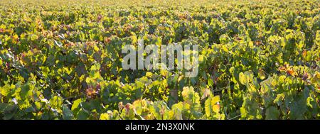 Weinberglandschaft in medoc bordeaux France pauillac Stockfoto