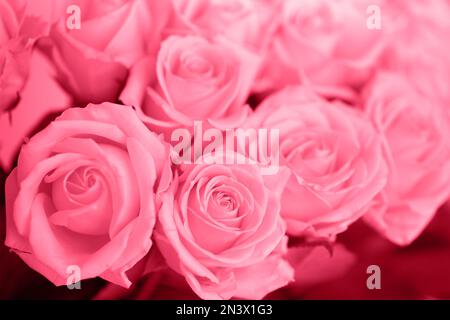 Ein riesiges Bouquet von Pfirsichrosen der Avalanche Peach Vielfalt am Frauentag Stockfoto