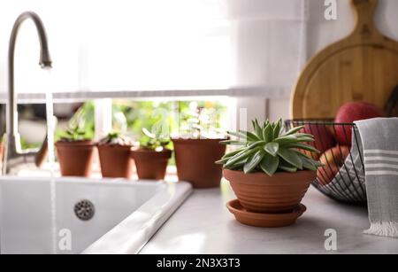 Verschiedene Topfpflanzen auf Fensterbank in der Küche Stockfoto