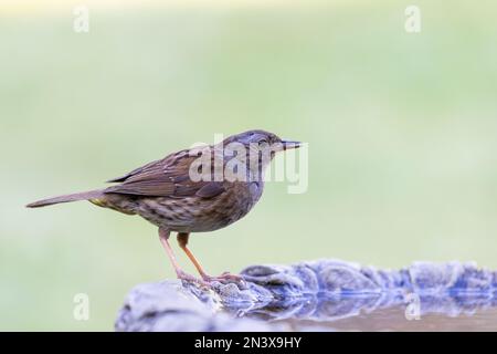 Dunnock (Prunella modularis) trinkt aus einem Vogelbad Stockfoto