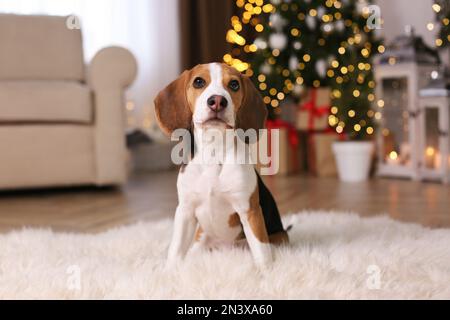 Süßer Beagle-Hund zu Hause vor verschwommenen Weihnachtslichtern Stockfoto