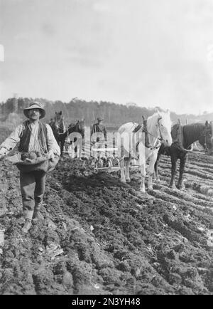 Landwirtschaft in den 1920er Jahren. Eine Szene von einem Feld, auf dem zwei Pferde eine Egge ziehen sehen. Ein Mann in voller Figur wirft Samen aus, es ist Frühlingssaat. Schweden 1929 Stockfoto