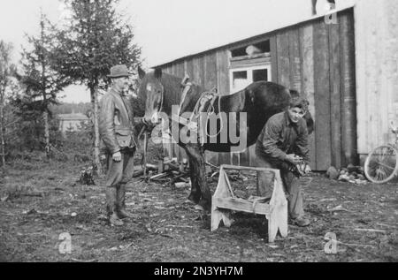In den 1930er Jahren. Ein Farrier, der ein Pferd schubst. Eine Outdoor-Szene, in der der Farrier das Pferd am HinterhUF festhält, um es mit einem neuen Hufeisen zu versehen. Schweden 1930er