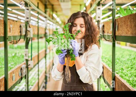 Gärtnerin, die den Duft grüner Rucola-Blätter im Gewächshaus genießt. Eine Frau in Gartenhandschuhen, die einen Topf mit grüner Pflanze hält und frische aromatische Blätter riecht. Stockfoto