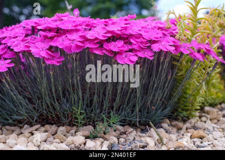 Dianthus Whatfield Magenta, rosa Whatfield Magenta, mehrjährig, magentafarbene Blumen, blau/grünes Laub Stockfoto