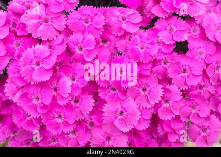 Dianthus Whatfield Magenta, rosa Whatfield Magenta, mehrjährig, magentafarbene Blumen, blau/grünes Laub Stockfoto