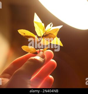 Nahaufnahme Finger halten Zweig mit Blättern unter hellem Lampenlicht Konzeptfoto Stockfoto