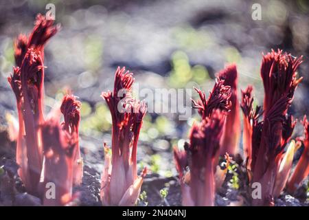 Nahaufnahme roter Pfingstrosen Konzeptfoto Stockfoto