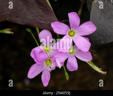 Eine Aufnahme von violetten Holzsorrel-Blumen, die in einem Garten wachsen Stockfoto