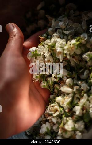 Nahaufnahme Hand mit einer Handvoll getrockneter weißer Blumen Konzeptfoto Stockfoto