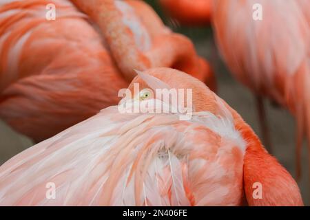 Flamingos oder Flamingos sind eine Art Watvögel in der Familie Phoenicopteridae, die die einzige Familie in der Ordnung Phoenicopteriformes ist. Stockfoto